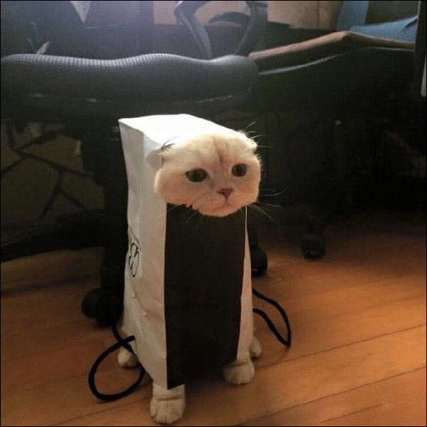 смешные животные