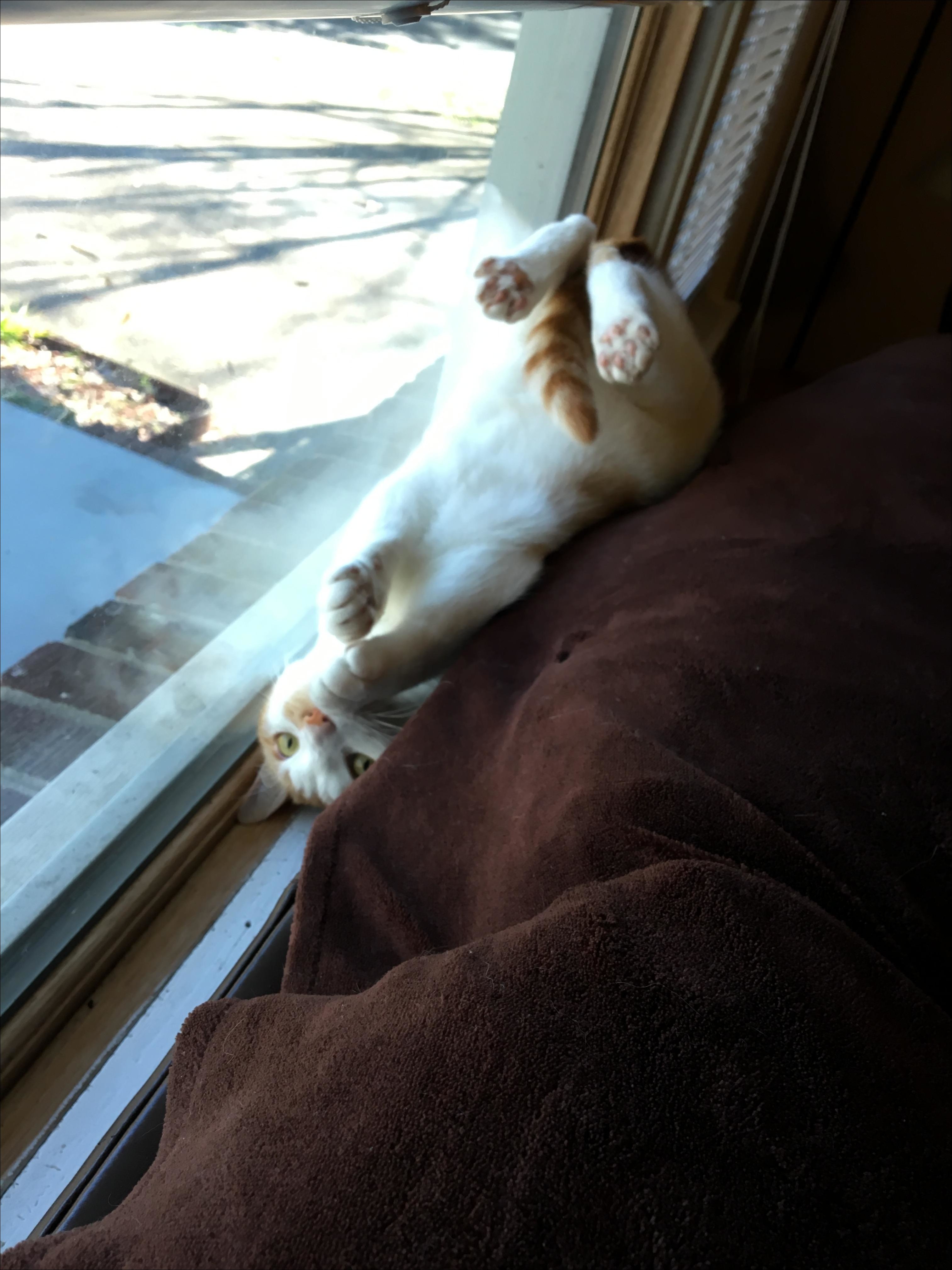 смешные животные