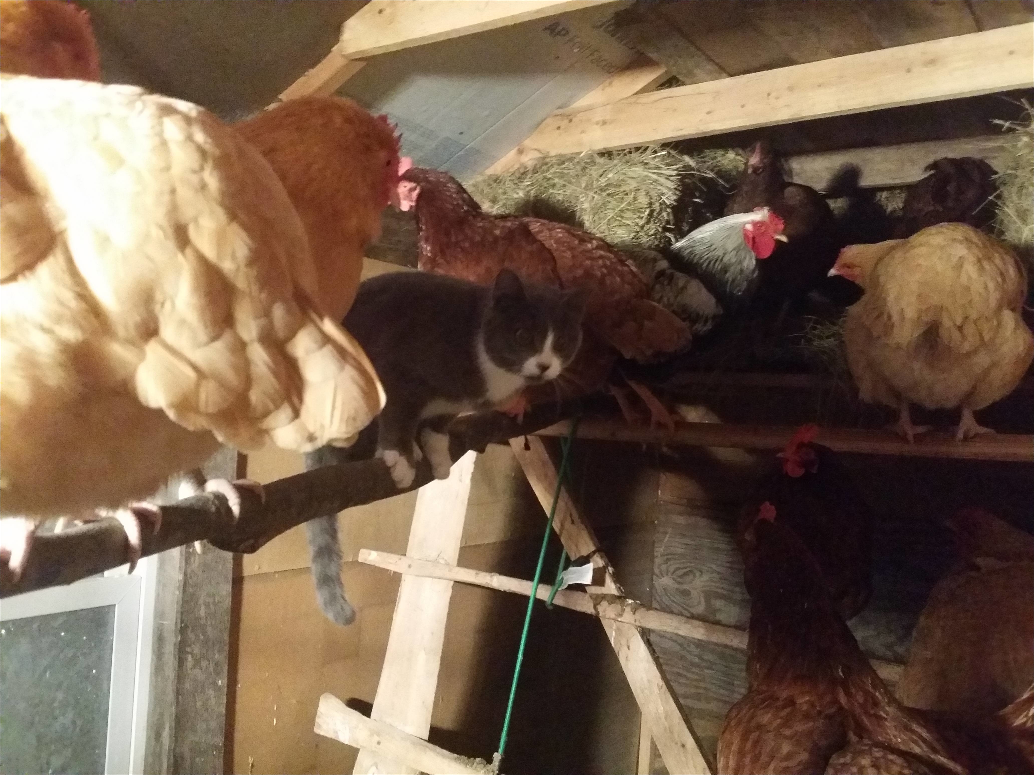 смешные животные