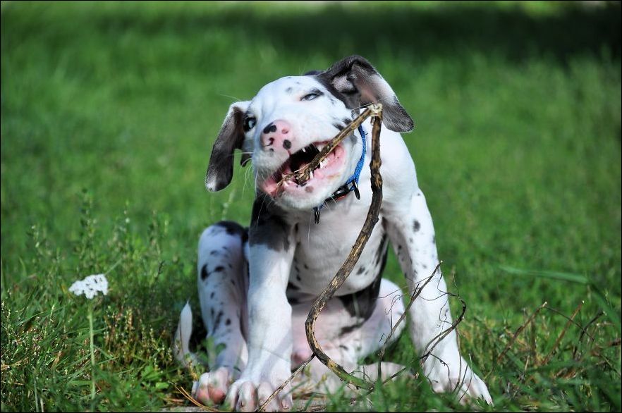 Собака с тысячей лиц