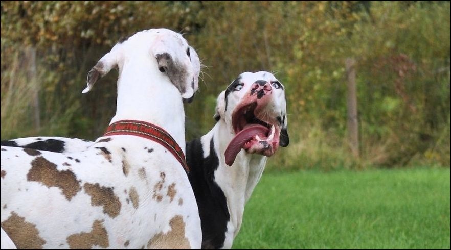 Собака с тысячей лиц