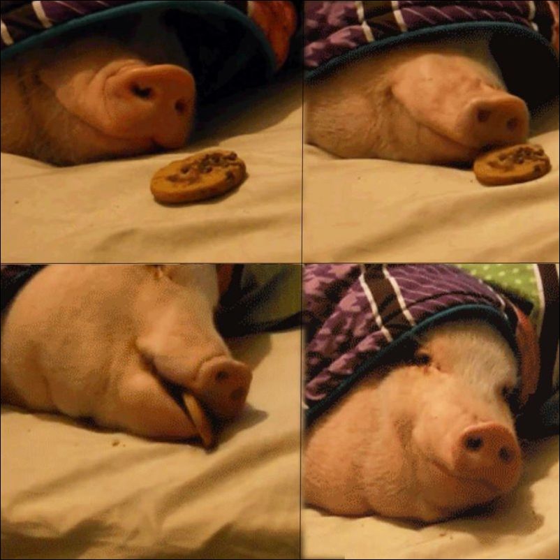 фото приколы