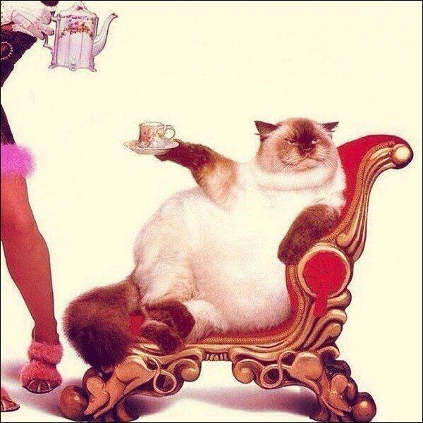 фото приколы