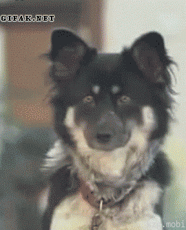 Прикольные гифки