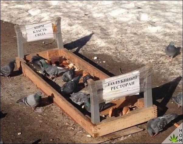 фото приколы