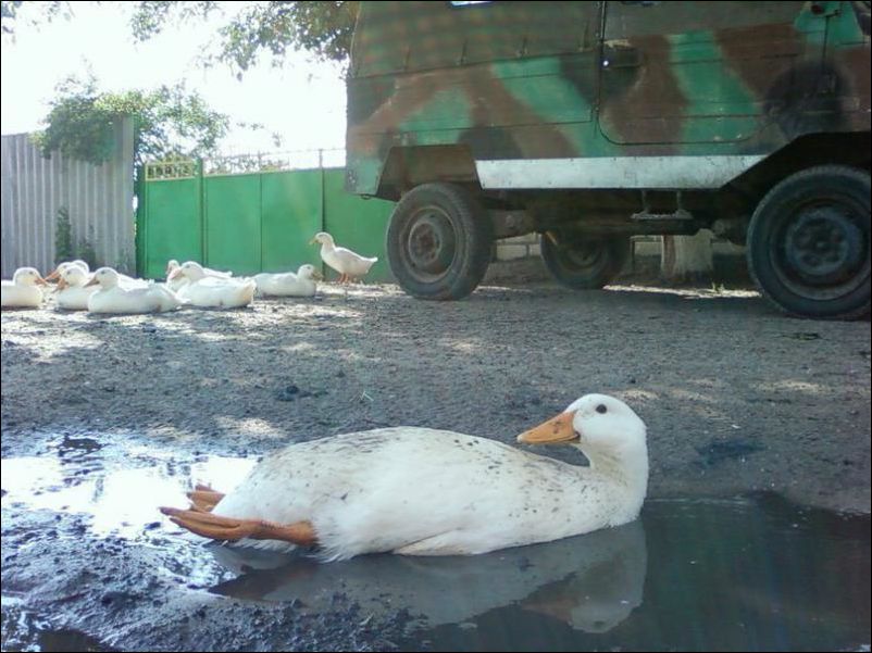 фото приколы