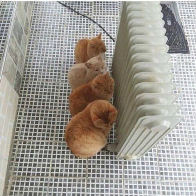 фото приколы