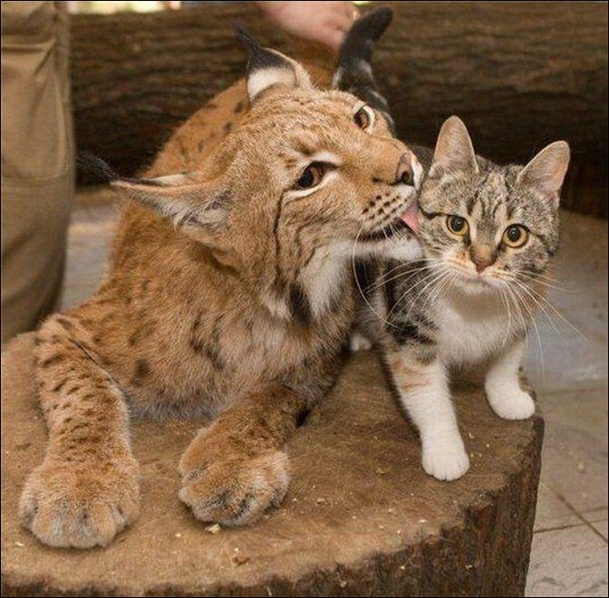 фото приколы