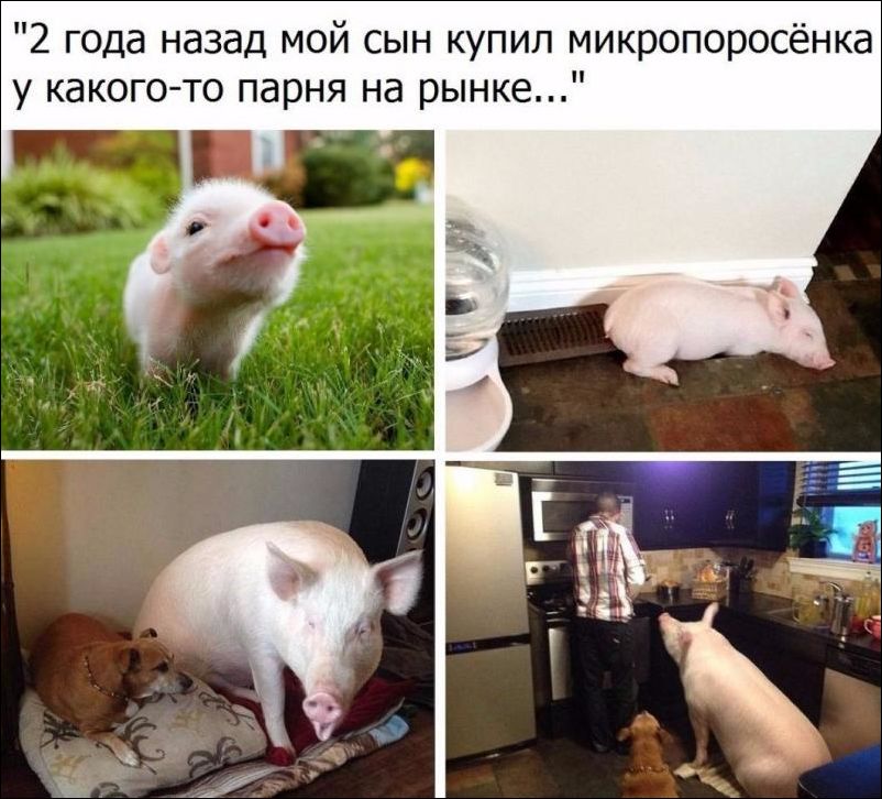 прикольные картинки