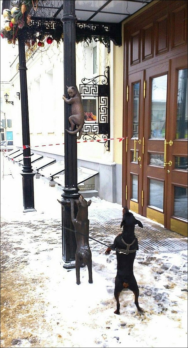 фотоприколы