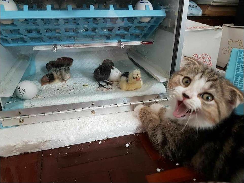 фотоприколы