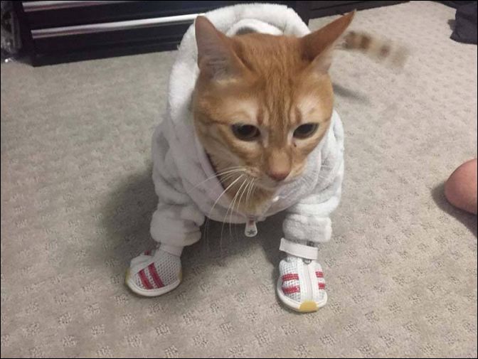 фотоприколы