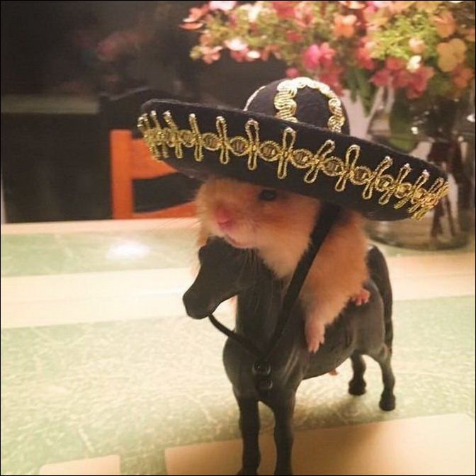 фотоприколы