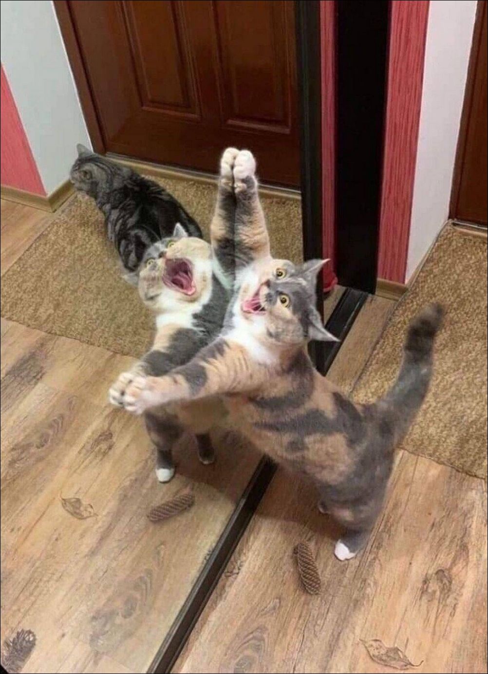 фотоприколы