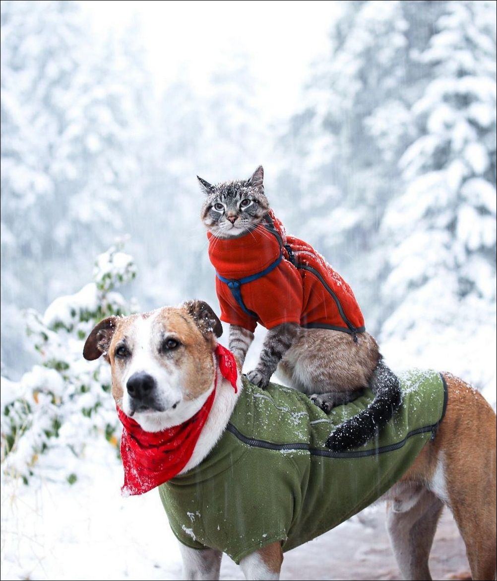 фото приколы