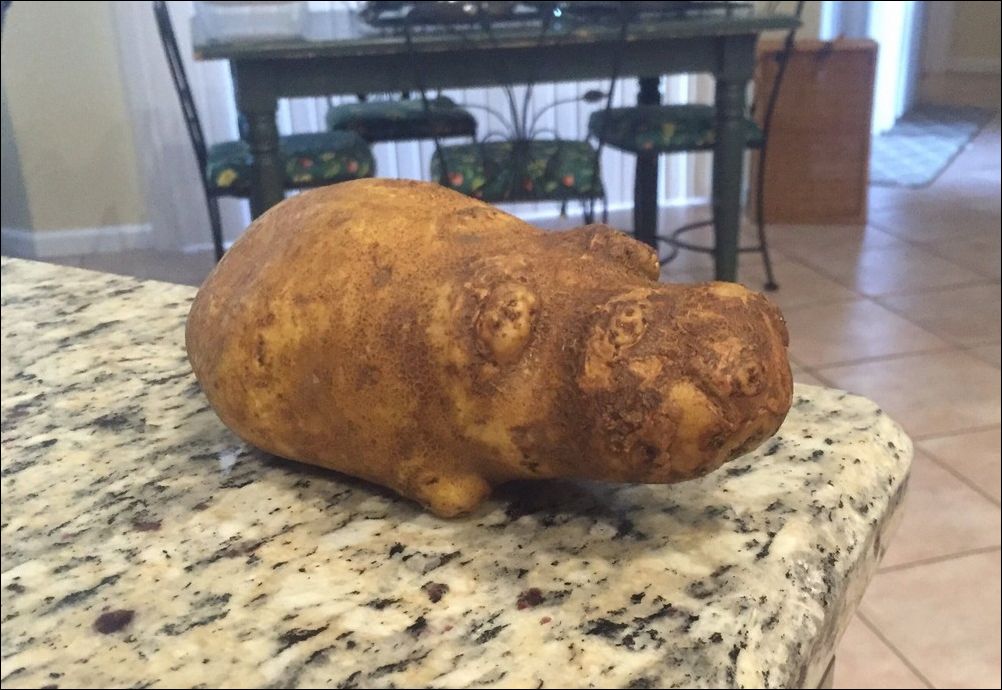 фото приколы