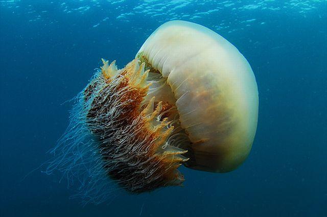 200kg-jellyfish-05