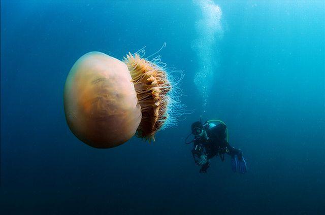 200kg-jellyfish-06