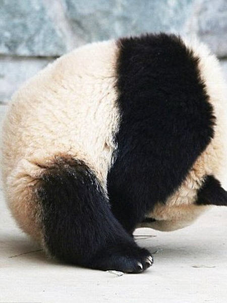 panda-sleeping-fail-02
