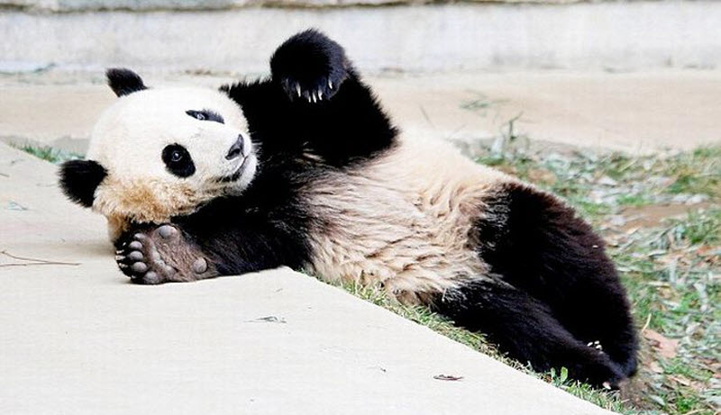 panda-sleeping-fail-07