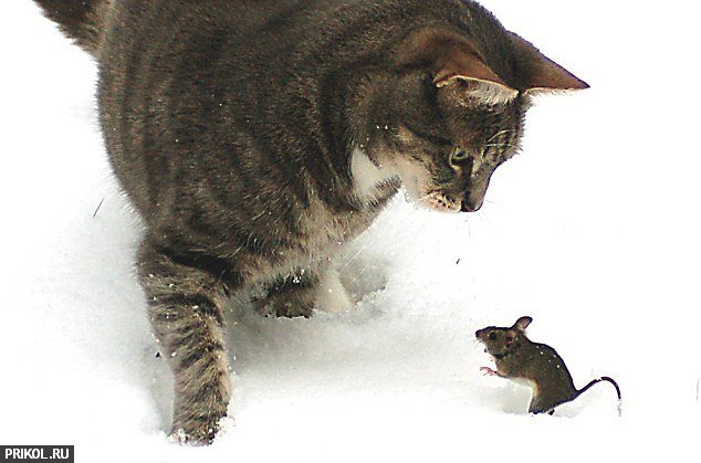 real-tom-and-jerry-02