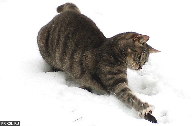 real-tom-and-jerry-03