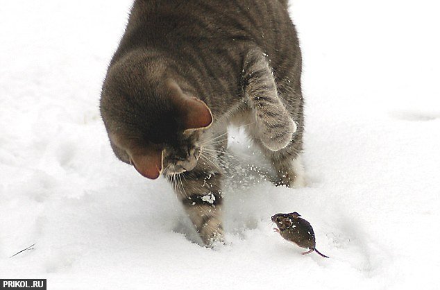 real-tom-and-jerry-04