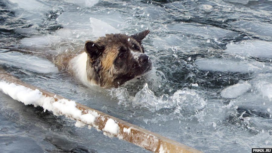 spasenie-utopauschih-02