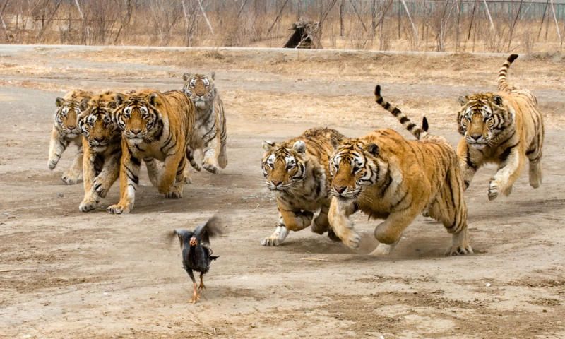 tigers-vs-bird-03