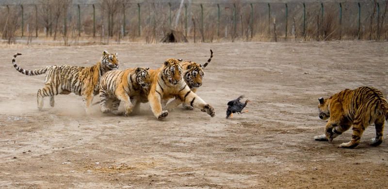 tigers-vs-bird-04