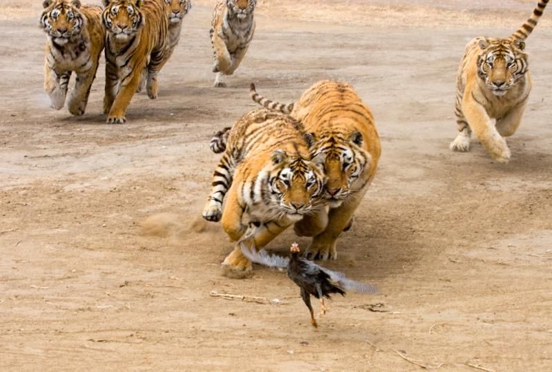 tigers-vs-bird-06