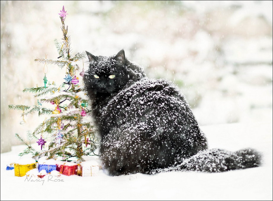 Подборка фотографий