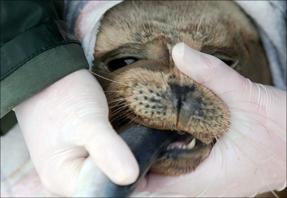 Спасение маленьких тюленей
