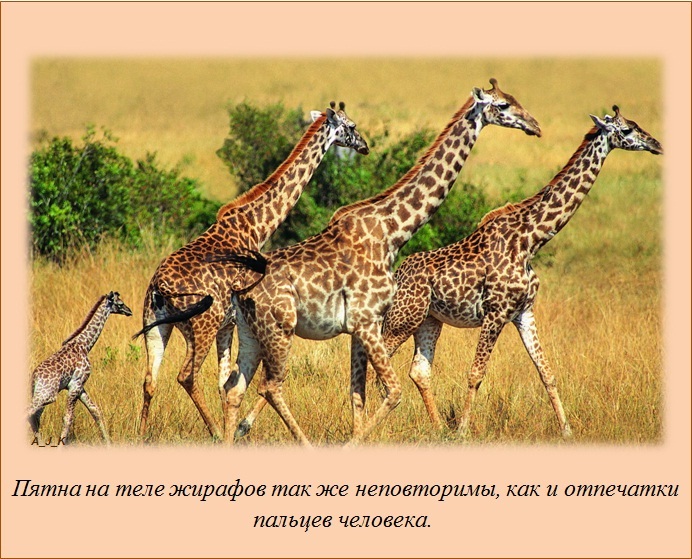 Интересные факты