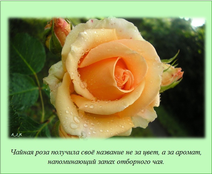 Интересные факты