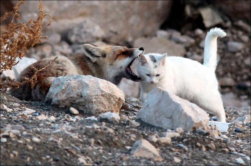 Лиса и кот