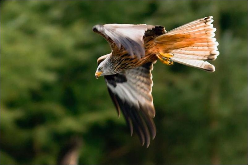 Неудача на охоте