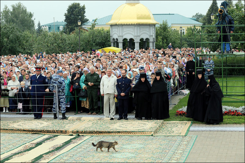 Подборка фотографий, фотоприколы