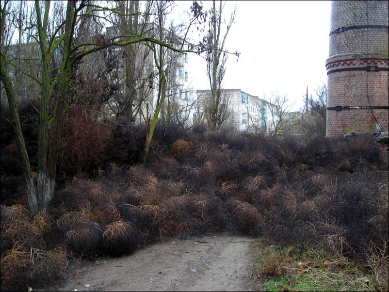 Поселок в Крыму завалило перекати-поле
