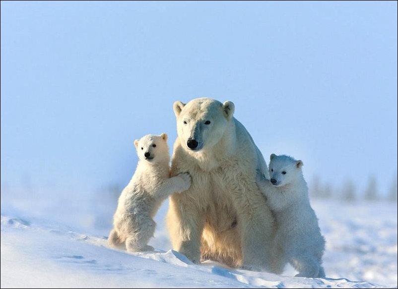 Белые медвежата
