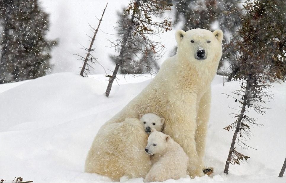 Белые медвежата