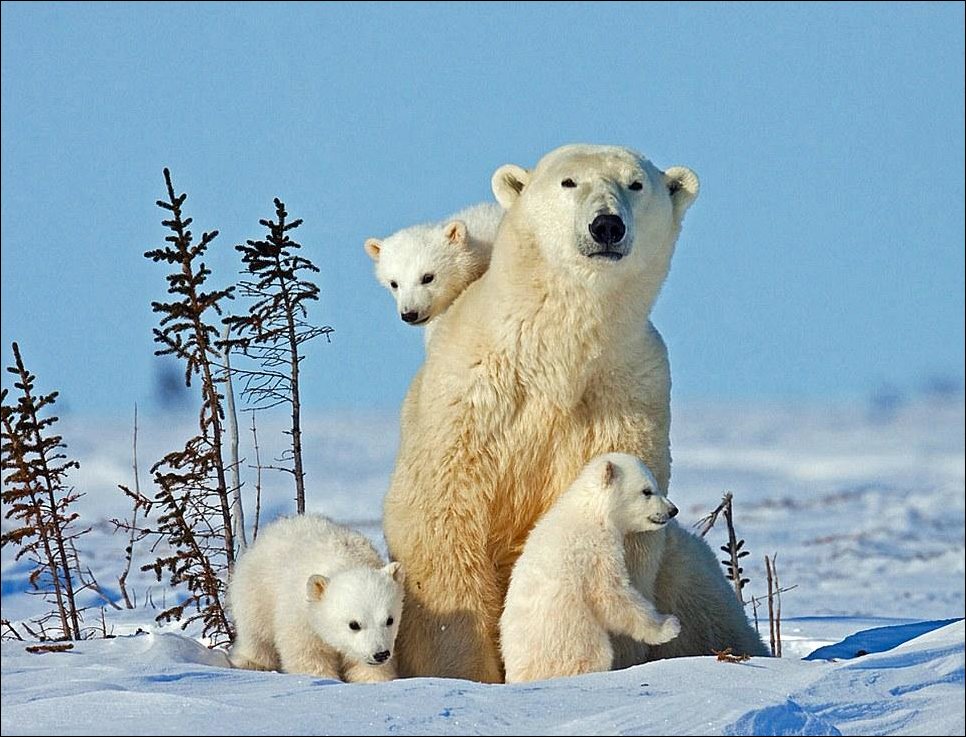 Белые медвежата