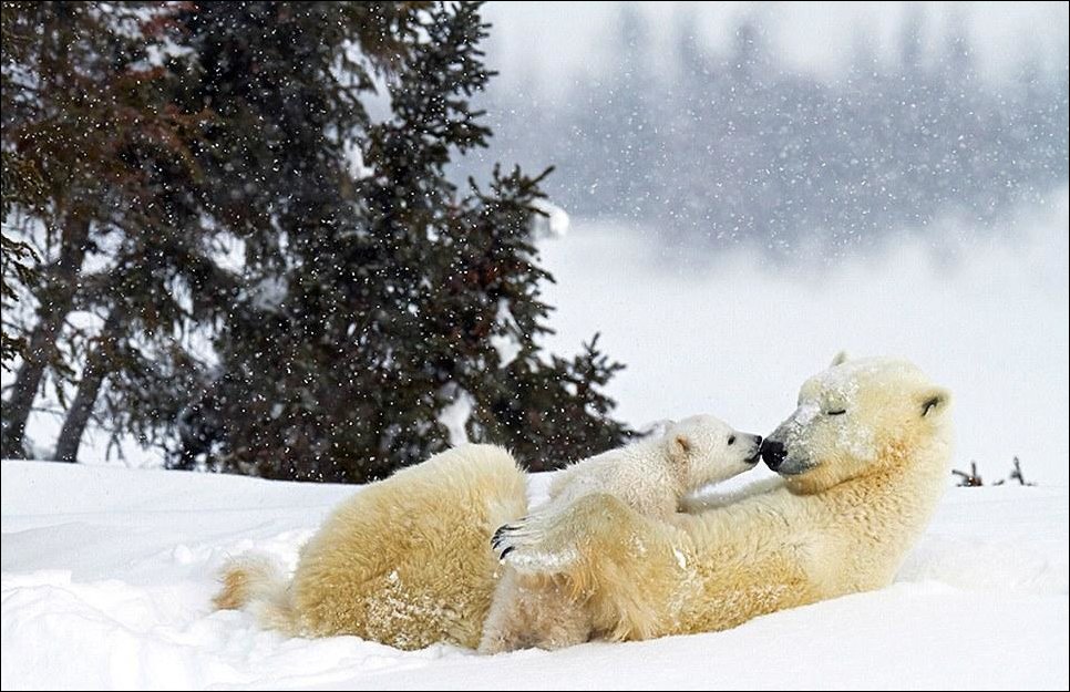 Белые медвежата