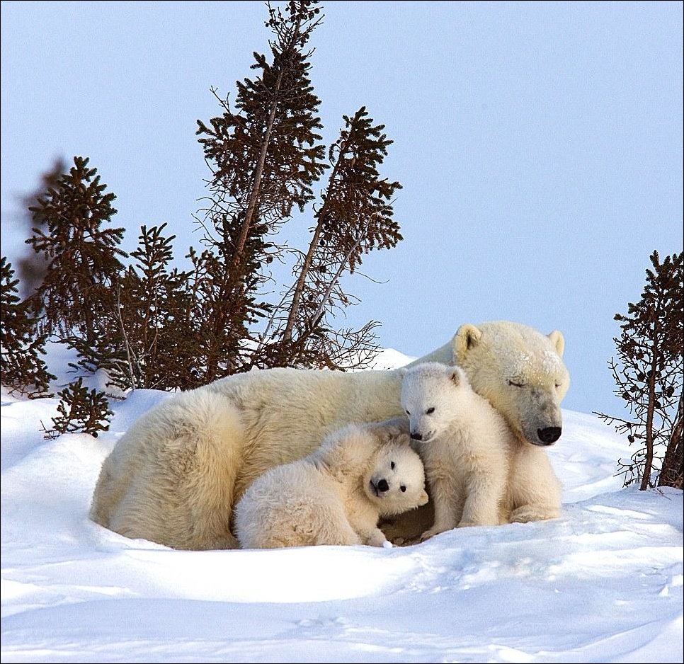 Белые медвежата