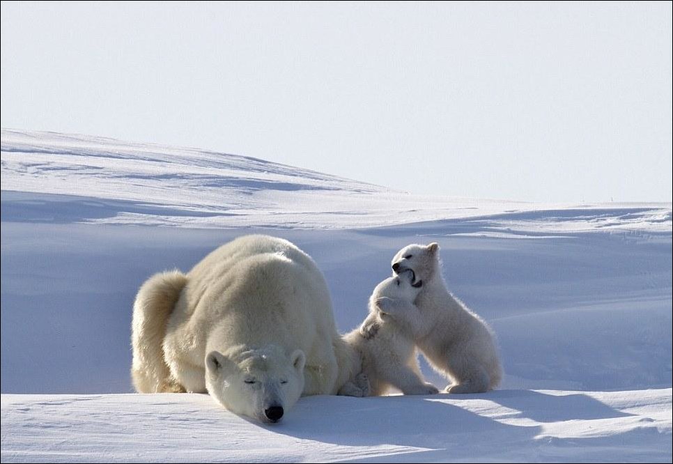 Белые медвежата