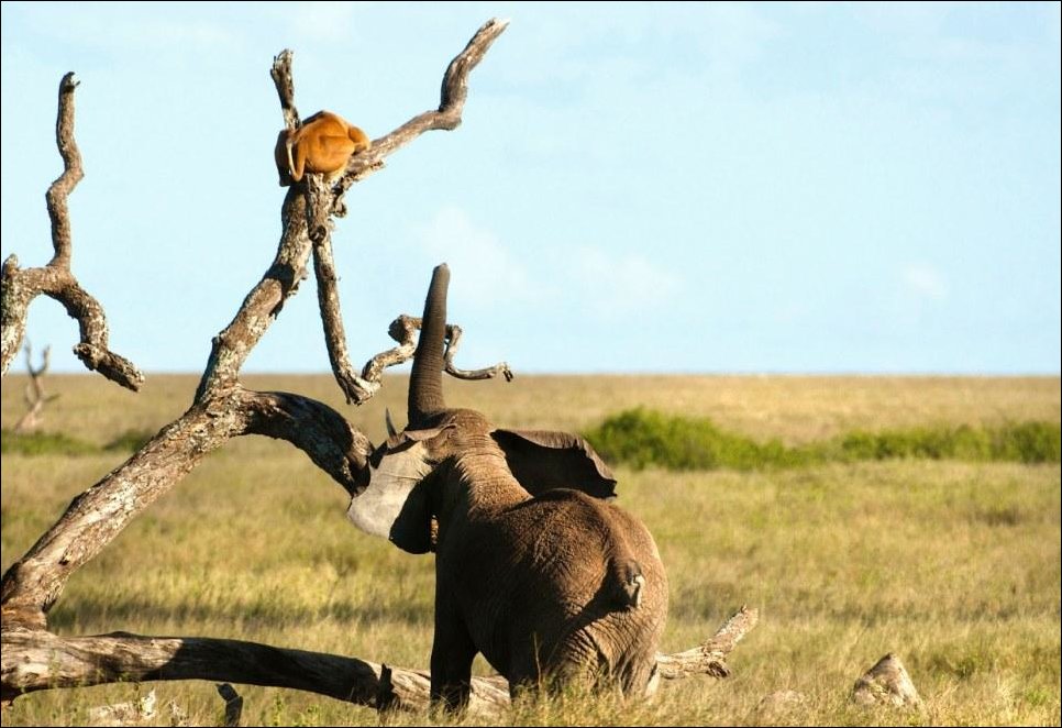 Разборки в саванне