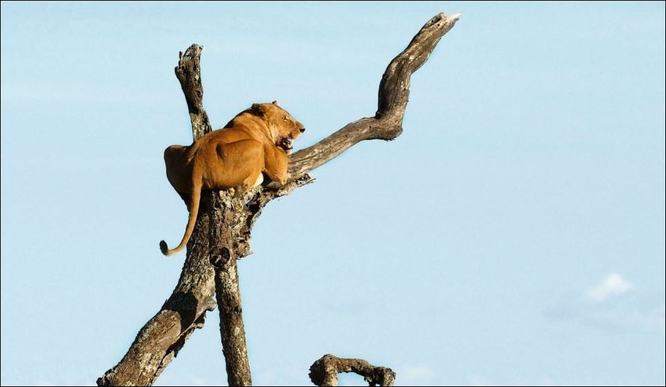 Разборки в саванне