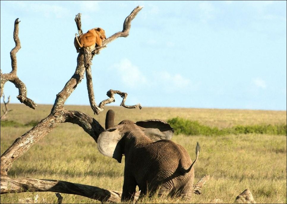 Разборки в саванне