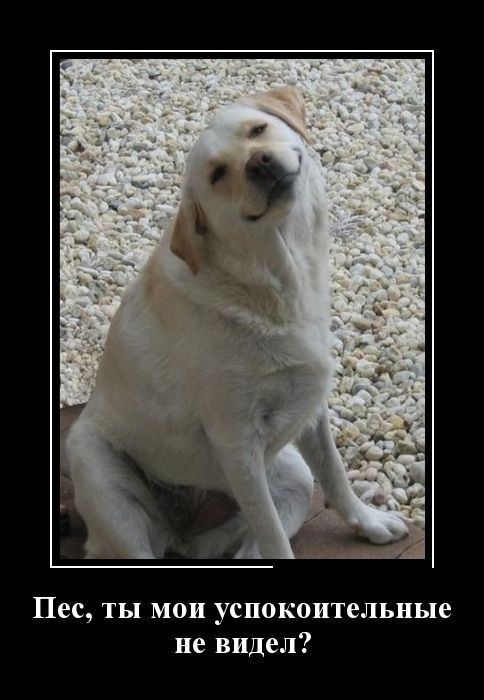 Демотиватор