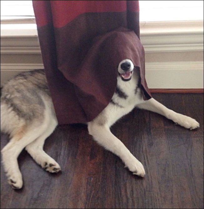 Собаки которые не умеют прятаться